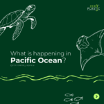 What is hapenning in Pacific Ocean?