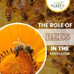 The role of bees in the eco system