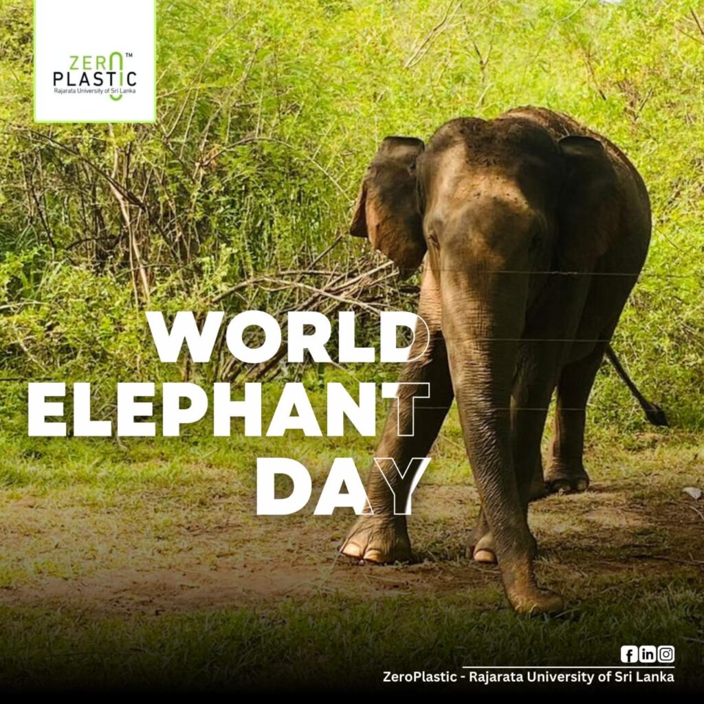 World Elephant Day 2024