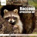 Happy International Raccoon Appreciation Day!